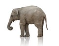 Elephant calf Royalty Free Stock Photo