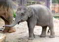 The elephant calf Royalty Free Stock Photo