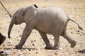 Elephant calf Royalty Free Stock Photo