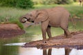 Elephant calf