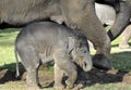 Elephant and Calf