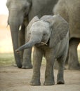 Elephant calf Royalty Free Stock Photo