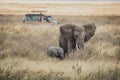 Elephant calf with adult, Ngorongoro Crater, Tanzania Royalty Free Stock Photo