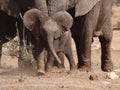 Elephant calf attacks Wagtail.