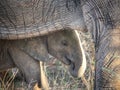 Elephant calf behind its mother Royalty Free Stock Photo