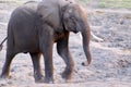 Elephant calf in Botswana Royalty Free Stock Photo