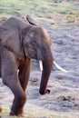 Elephant calf, close up Royalty Free Stock Photo