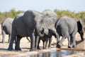 Elephant calf drinking water on dry and hot day