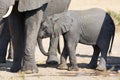 Elephant calf drinking water on dry and hot day