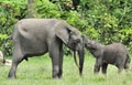 The elephant calf with elephant cow. African Forest Elephant, Loxodonta africana cyclotis. Royalty Free Stock Photo