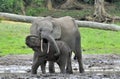 The elephant calf with elephant cow The African Forest Elephant, Loxodonta africana cyclotis