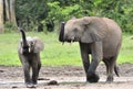 The elephant calf with elephant cow The African Forest Elephant, Loxodonta africana cyclotis. At the Dzanga saline (a forest cle