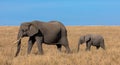 Elephant calf and Elephant mother walking through the bushveld