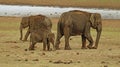 Elephant with calf, Elephas maximus indicus, Nagarhole National Park, Karnataka, India