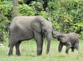 The elephant calf is fed with milk of an elephant cow The African Forest Elephant, Loxodonta africana cyclotis. At the Dzanga sali