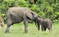 The elephant calf is fed with milk of an elephant cow The African Forest Elephant, Loxodonta africana cyclotis. At the Dzanga sali