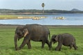 An elephant and calf graze next to the tank at Minneriya National Park in Sri Lanka. Royalty Free Stock Photo