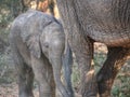 Elephant calf hiding behind its mother Royalty Free Stock Photo