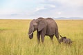 Elephant calf with his mother Royalty Free Stock Photo