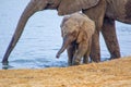 elephant calf at hwange national park