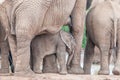 Elephant calf between its mothers legs Royalty Free Stock Photo