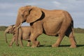 Elephant Calf and Mother Royalty Free Stock Photo