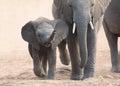 Elephant calf and mother charge towards water hole Royalty Free Stock Photo