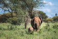 Couple African buffalos or Cape buffalo covered with mud and flies grazing on the wide green grass Ngorongoro Crater meadow Royalty Free Stock Photo