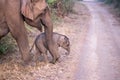 Elephant and calf at Jim Corbett National park