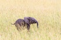 Elephant calf n the grass savanna Royalty Free Stock Photo
