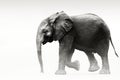 Fine art elephant portrait, isolated. Royalty Free Stock Photo