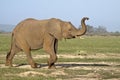 Elephant calf raising trunk Royalty Free Stock Photo