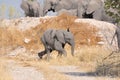 Elephant calf running Royalty Free Stock Photo