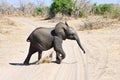 Elephant calf running Royalty Free Stock Photo