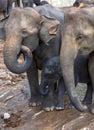 An elephant calf seeks security between two adult elephants at the Maha Oya River. Royalty Free Stock Photo