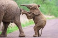 Elephant calf standing and pushing it\'s mother