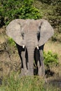 Elephant calf stands facing camera in bushes Royalty Free Stock Photo