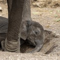 Elephant calf takes rest in Botswana, Africa