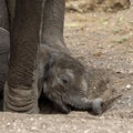 Elephant calf takes rest in Botswana, Africa