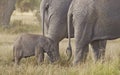 Elephant calf with two female relatives Royalty Free Stock Photo