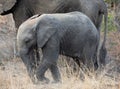 Elephant calf walking in South African landscape with his mother Royalty Free Stock Photo