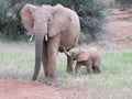 Elephant and calf