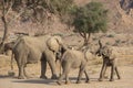 Elephant Calves Playing or Courting