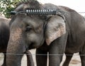 Elephant in captivity in Chitwan, Nepal Royalty Free Stock Photo