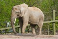 Elephant captured and display in the zoo for entertainment