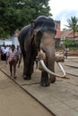 An elephant carries a bamboo log through theTemple of the Sacred Tooth Relic complex in Kandy, Sri Lanka.