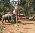 A big elephant carries palm leaves to another place