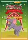 Elephant cartoon of circus Royalty Free Stock Photo