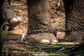 Elephant s foot tied to a chain Royalty Free Stock Photo