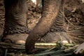 Elephant s foot tied to a chain Royalty Free Stock Photo